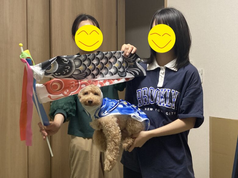 こいのぼりとトイプードル