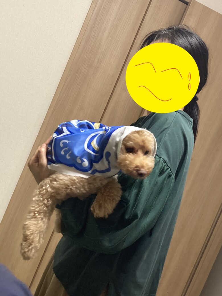 こいのぼりの恰好で抱っこされるトイプードル